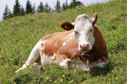 Azərbaycanda inək qeysəriyyə olundu - VİDEO