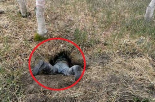 Quyunun içinə girdi, gördüklərindən şoka düşdü - FOTOLAR