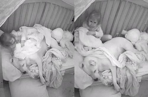 Balaca qız ona çox güvənir - VİDEO - FOTO