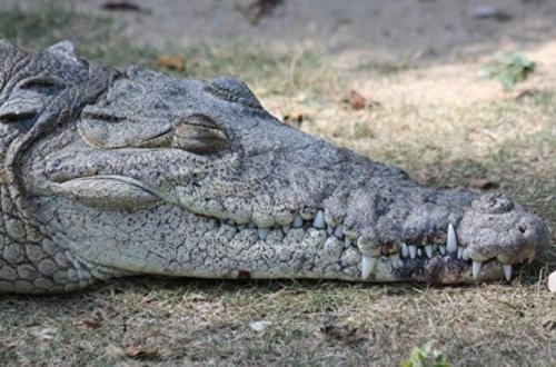 Bu timsahın dəfninə 500 nəfər gəldi - Ona heykəl qoyacaqlar - FOTO