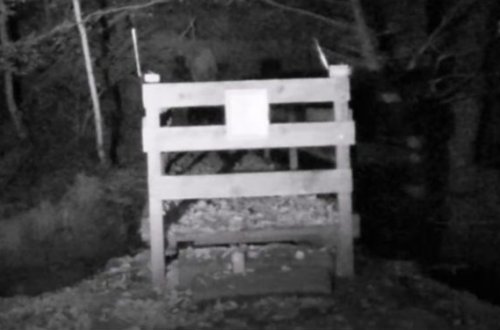 Dünya bu videodan danışır — Gənclər meşədə ruhları lentə aldılar(VİDEO)