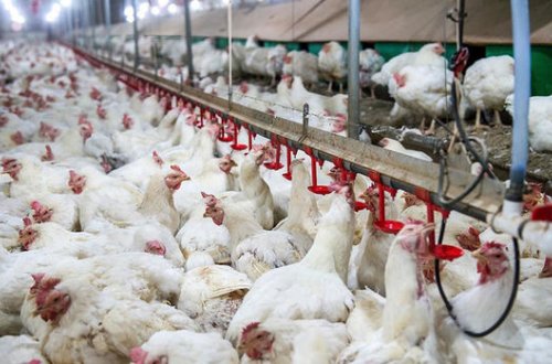 Azərbaycanda “quş qripi” ilə bağlı monitorinq başlayıb