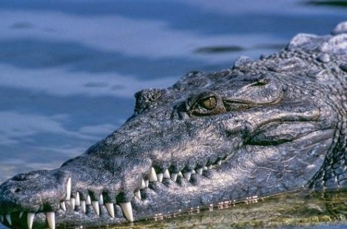 İndoneziyada timsah qadını parçalayıb yedi