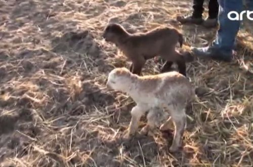 Azərbaycanda qeyri-adi hadisə: 6 ayaqlı quzu - VİDEO