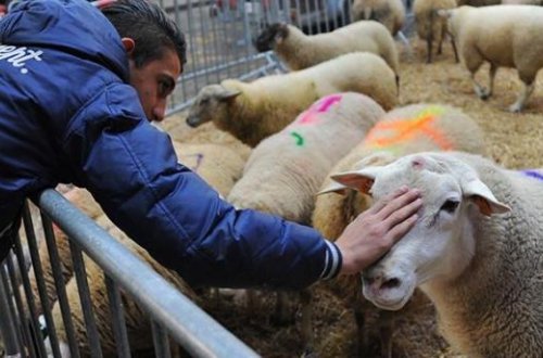 Bu ölkədə halal ət kəsimi qadağan edildi