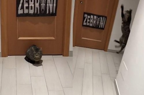 Bu pişik əla qapıçıdır - VİDEO - FOTO