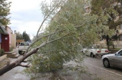 Güclü külək Bakıda 4 sağlam ağacı aşırdı