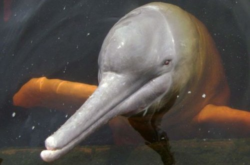 Amazon delfinləri “Qırmızı kitab”a düşdü