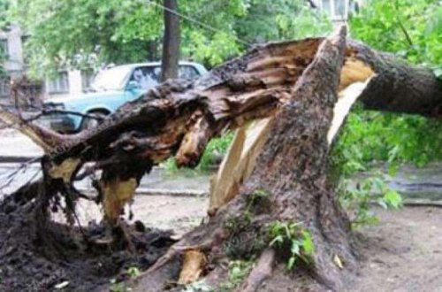 Bakıda güclü külək 100-ə yaxın ağaca ziyan vurub