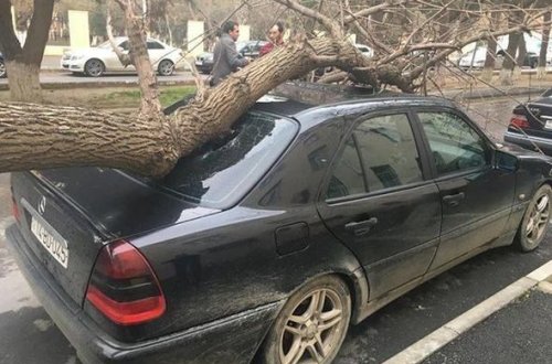 Bakıda külək ağacı maşının üzərinə aşırdı - FOTO