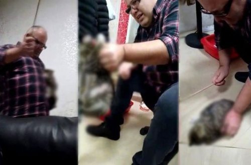 Türkiyəli iş adamından pişiyə qarşı vəhşilik - VİDEO