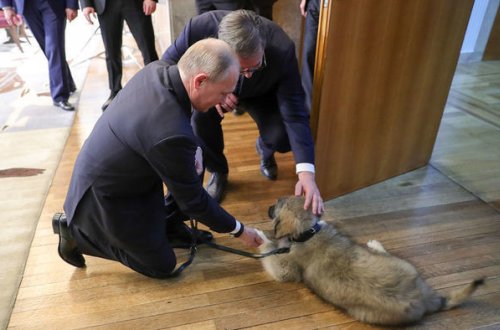 Putinə Paşa ləqəbli küçük hədiyyə olundu - FOTO/VİDEO