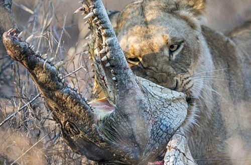 Şir timsahı parçalayıb yedi - FOTO