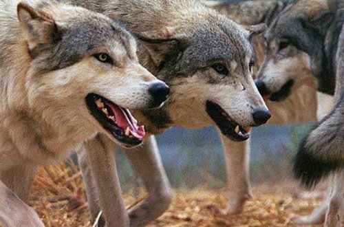 Goranboyda canavarlar kəndə hücum edib, 8 heyvanı parçaladı