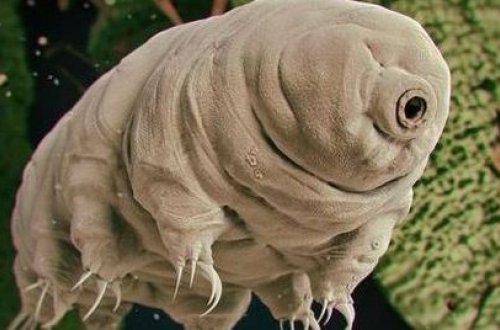 Antarktidada sirli orqanizmlər aşkarlandı