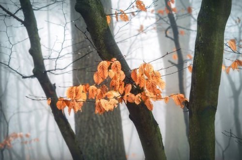 Sinoptiklər dumanlı hava vəd edirlər