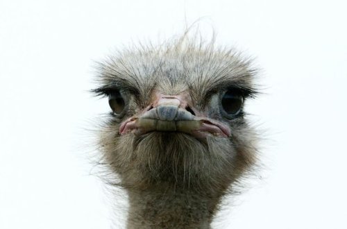 Çində “yol hərəkəti qaydalarını pozan” dəvəquşu saxlanıldı - VİDEO