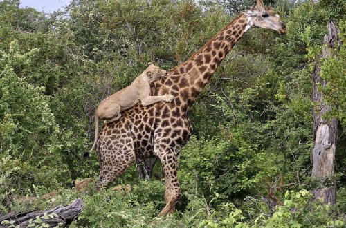 4 saat mübarizə apardı, ölümdən qurtuldu - VİDEO - FOTO