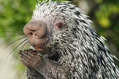 Kirpi qış yuxusundan erkən oyandı, keçəlləşdi - FOTO