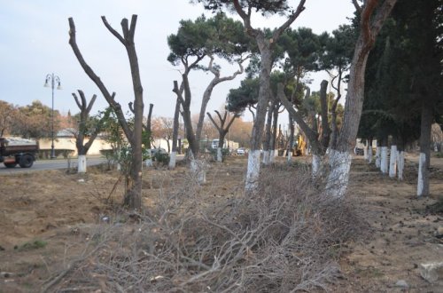 Atatürk parkındakı ağaclar necə yoxa çıxır? - Nərimanovda 