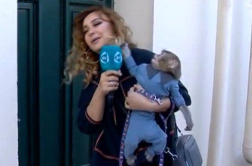 Meymun efirdə azərbaycanlı aparıcı xanımın saçını yoldu - VİDEO