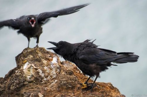 Azərbaycanda qarğalar kütləvi şəkildə qırılır - VİDEO