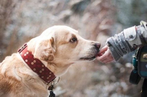 Çində it həkimləri huşunu itirmiş sahibinin yanına apardı - VİDEO