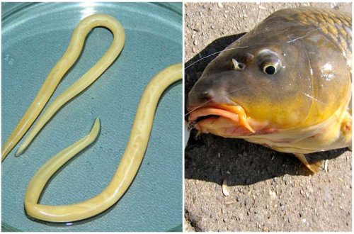 DİQQƏT! Bu balıqları YEMƏYİN - QURD VAR / Video