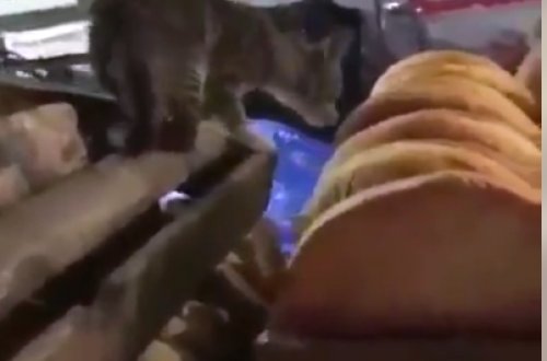 Azərbaycanda pişik çörəklərin üzərində gəzdi - VİDEO