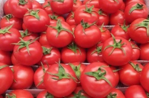 Rusiyaya pomidor aparıb satmaq istəyənlərə şad xəbər