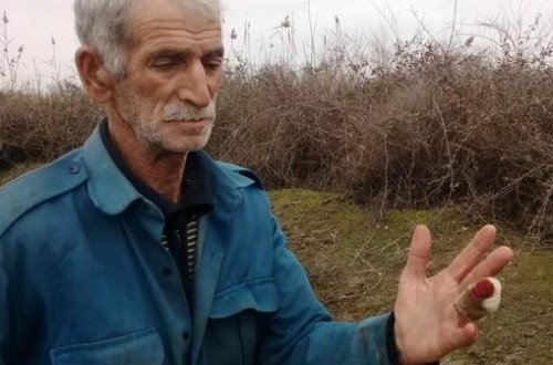Çaqqal kəndliyə hücum edib barmağını qopardı - Azərbaycanda - FOTOLAR