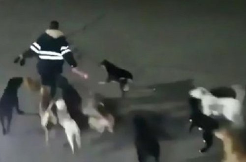 11 it qadını parçalayaraq öldürdü - Video