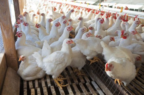 “Quş qripi” ilə bağlı monitorinqin nəticələri açıqlandı