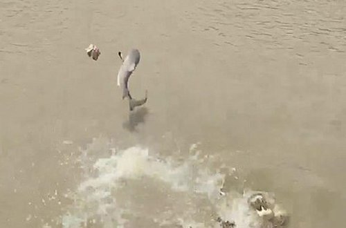 Yırtıcıların savaşı: timsah köpəkbalığına qarşı - VİDEO - FOTO
