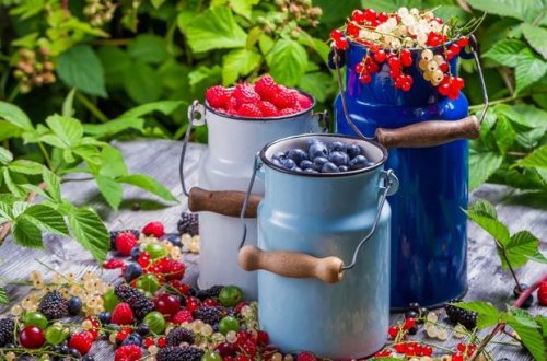 Azərbaycanda meşələrdən meyvə yığmaq qadağan edildi - CƏRİMƏLƏR