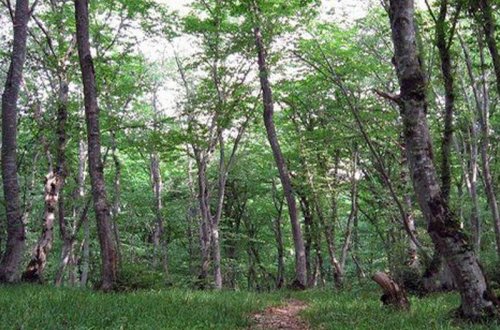 Novruz Məmmədov meşə meyvələri ilə bağlı qərarını ləğv edib