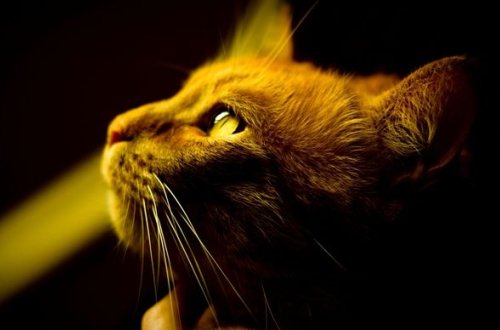 Azərbaycanda psixi xəstə pişiyi dörd yerə bölüb evdən asdı - MƏHKƏMƏ