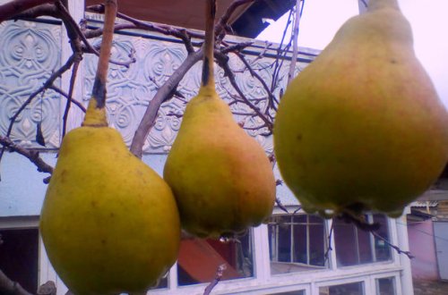 Göyçayda armud ağacı qışda bar verdi - FOTO