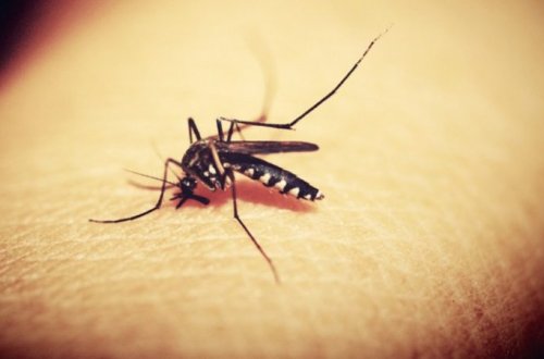 Alimlər ağcaqanadların iştahını küsdürməyin yolunu tapıb