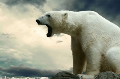 Rusiyada ağ ayılara görə fövqəladə vəziyyət elan olundu - VİDEO