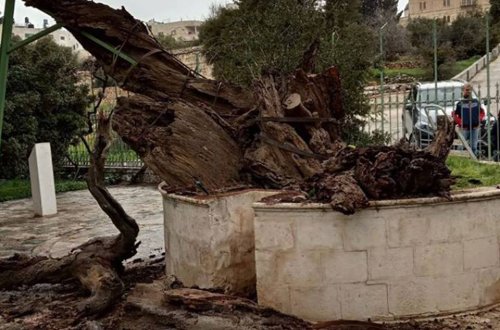 Пророчество о конце света: в Палестине рухнул Дуб Авраама