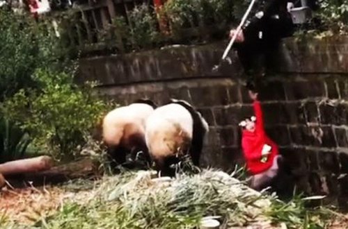 5 yaşlı qız pandanın qəfəsinə düşdü - VİDEO - FOTO