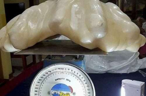 Balıqçı 100 milyon dollarlıq mirvarini yatağının altında gizlətdi - VİDEO