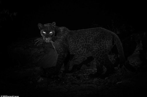 100 ildən sonra bir ilk — Qara leopardın fotoları yayıldı