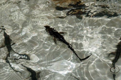 Azərbaycanda təbii su hövzələrinə 46 milyona yaxın balıq buraxılıb