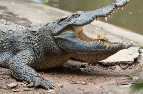 Malayziyada timsah kişini qohumunun gözü qarşısında yedi