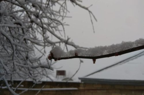 Şamaxı ağappaq oldu - FOTO