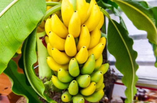 Alimlərimizdən yeni tədqiqat: yarımadada banan, manqo yetişdirdilər