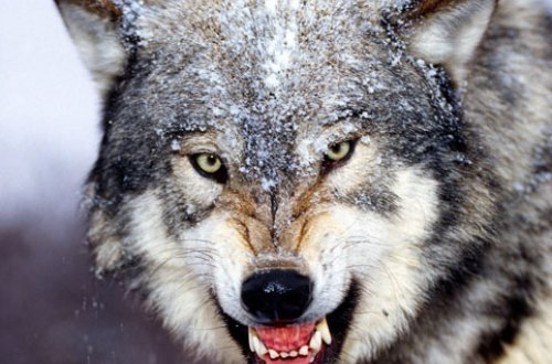 Canavarlar mal-qaraya hücum edərək qoyunları parçalayıb - FOTO