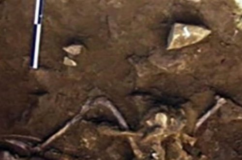 6 min illik tarixi olan it qəbiristanlığı tapıldı